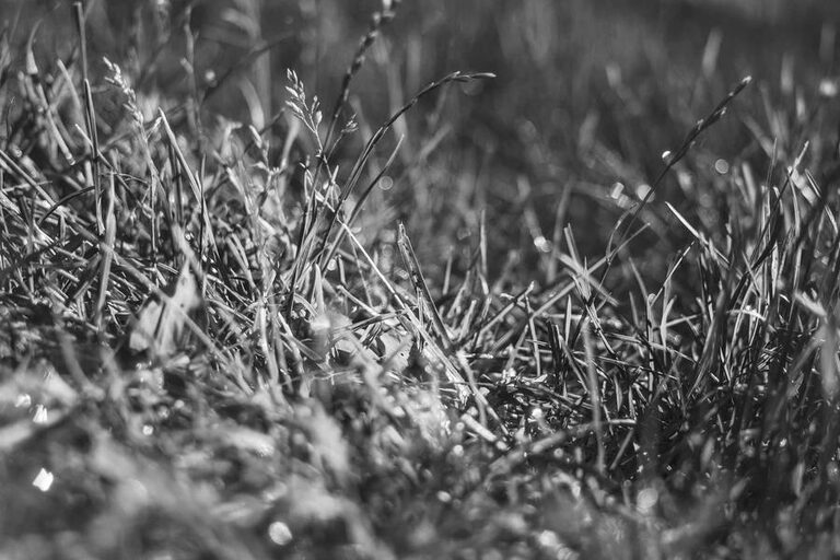 resized_19_fallback